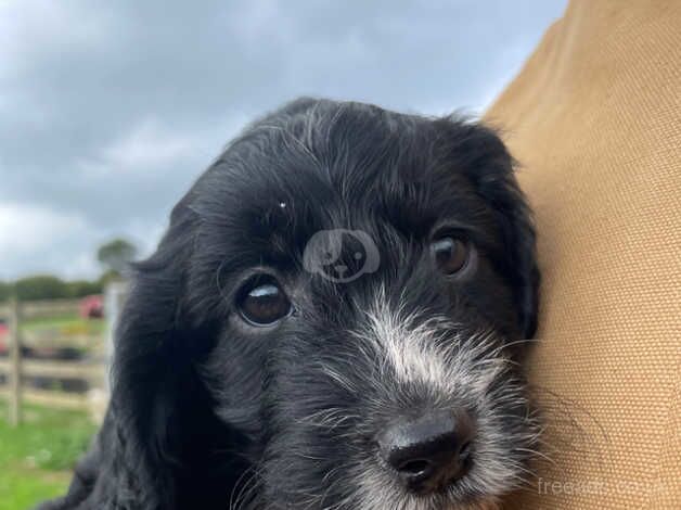 Stunning F! Cockapoo puppy from KC registered DNA Health tested parents for sale in Crediton, Devon - Image 4