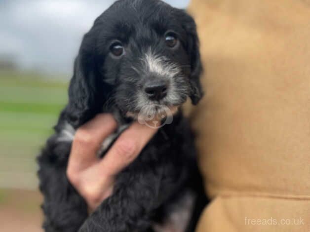 Stunning F! Cockapoo puppy from KC registered DNA Health tested parents for sale in Crediton, Devon - Image 5