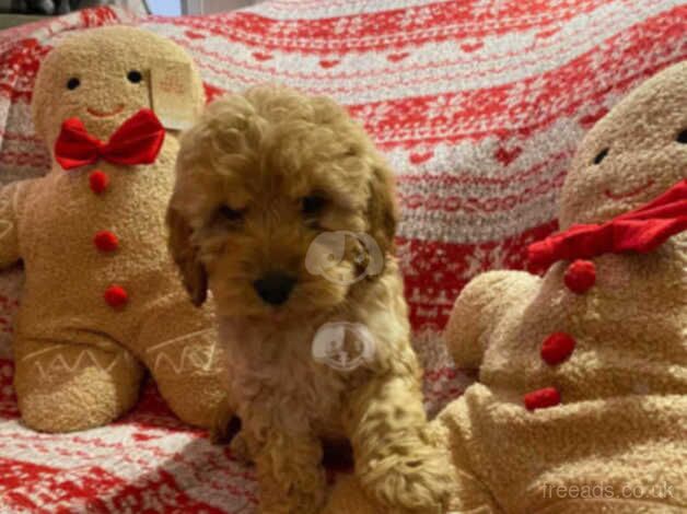 stunning F1 cockapoo boy LAST ONE for sale in Wrexham/Wrecsam, Wrexham