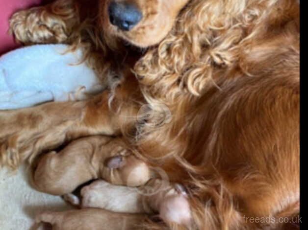 stunning F1 cockapoo boy LAST ONE for sale in Wrexham/Wrecsam, Wrexham - Image 2