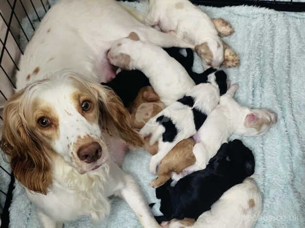 Stunning F1 Cockapoos for sale in Middlesbrough, North Yorkshire - Image 1