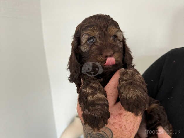 Stunning f1 cockerpoos from health tested parents for sale in Lincoln, Lincolnshire