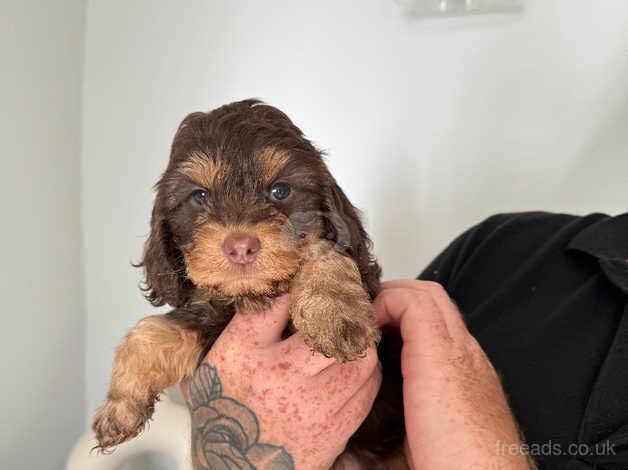 Stunning f1 cockerpoos from health tested parents for sale in Lincoln, Lincolnshire - Image 2