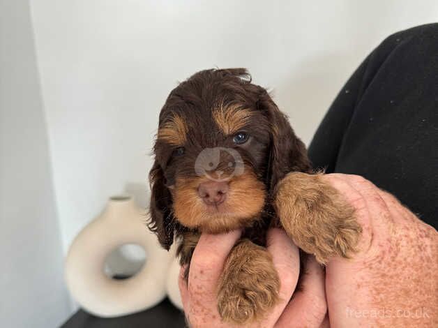 Stunning f1 cockerpoos from health tested parents for sale in Lincoln, Lincolnshire - Image 4