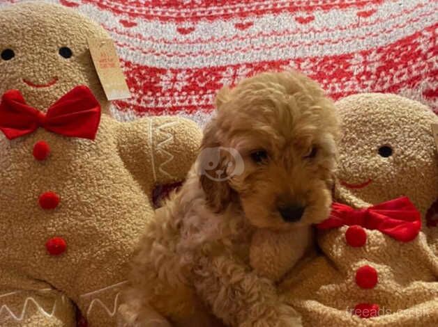 Cockapoo Puppies for sale