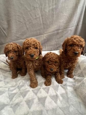 Stunning F1b cockapoo puppies for sale in Stoke-on-Trent, Staffordshire