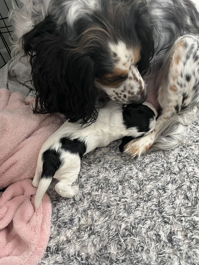 Stunning F1b cockapoo puppies for sale in Ossett, West Yorkshire - Image 8