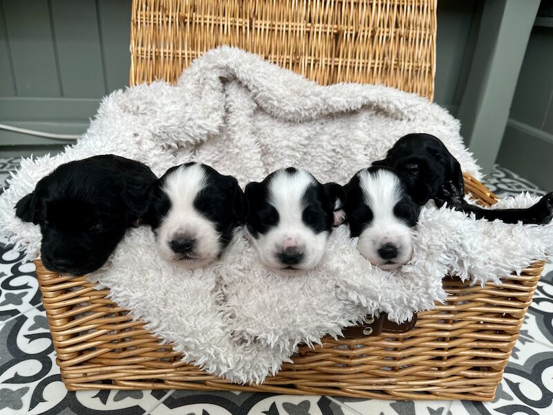 Stunning F1b cockapoo puppies for sale in Ossett, West Yorkshire - Image 7