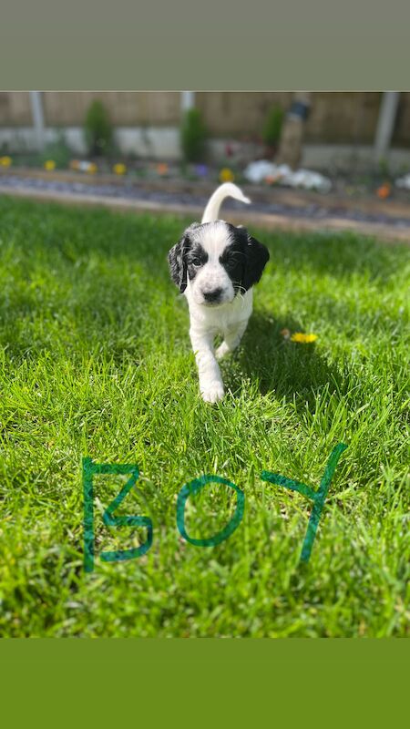 Stunning F1b cockapoo puppies for sale in Ossett, West Yorkshire