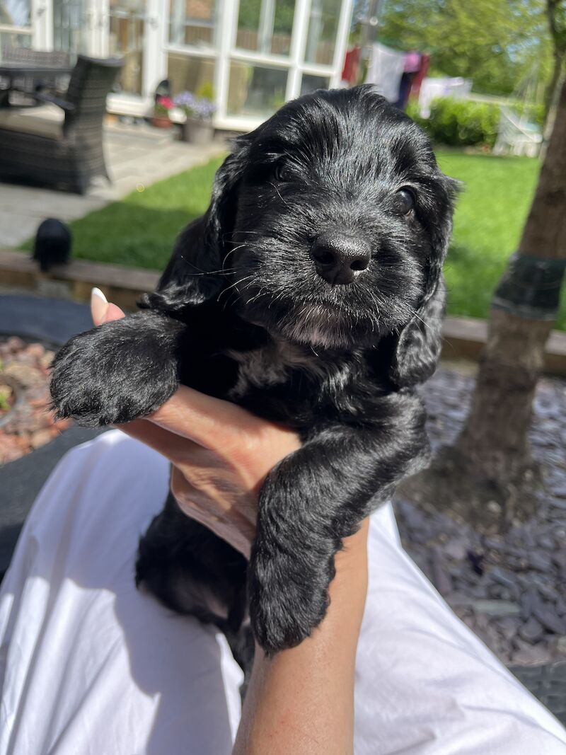 Stunning F1b cockapoo puppies for sale in Ossett, West Yorkshire - Image 2