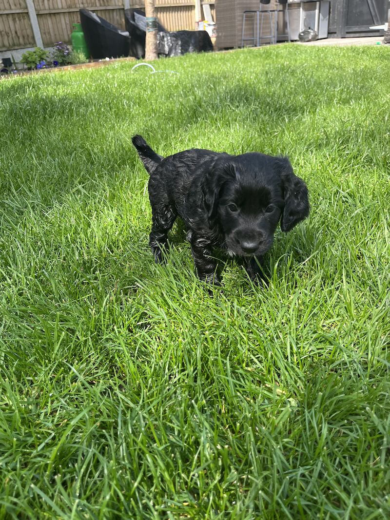 Stunning F1b cockapoo puppies for sale in Ossett, West Yorkshire - Image 3