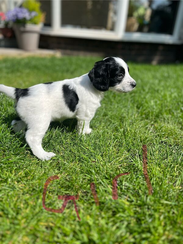 Cockapoo Puppies for sale