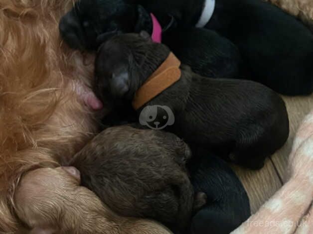 Stunning F1B cockapoo puppies for sale in Wrexham - Image 1