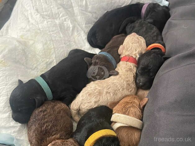 Stunning F1B cockapoo puppies for sale in Wrexham - Image 2