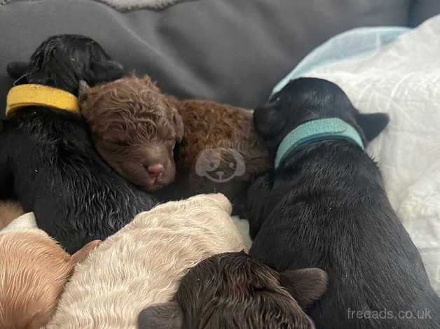 Stunning F1B cockapoo puppies for sale in Wrexham - Image 4