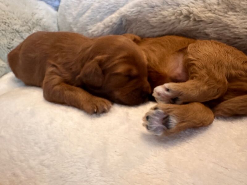 Stunning F1b Small Cockapoo's For Sale in Hartlebury, Worcestershire - Image 1