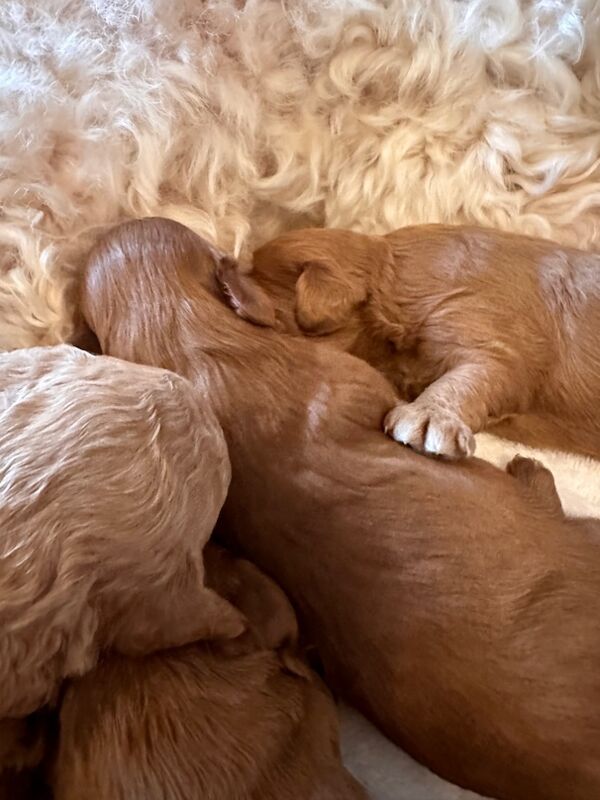 Stunning F1b Small Cockapoo's For Sale in Hartlebury, Worcestershire - Image 2