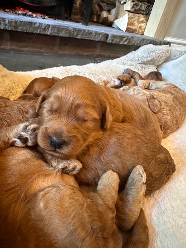 Stunning F1b Small Cockapoo's For Sale in Hartlebury, Worcestershire - Image 6