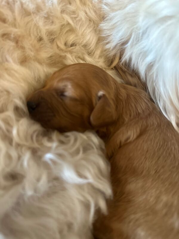 Stunning F1b Small Cockapoo's For Sale in Hartlebury, Worcestershire - Image 7