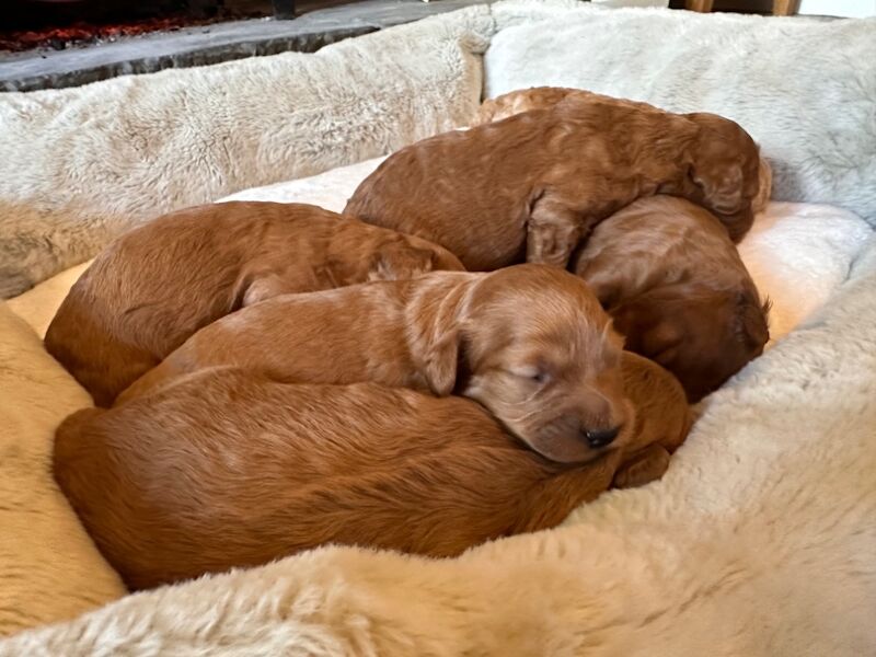 Stunning F1b Small Cockapoo's For Sale in Hartlebury, Worcestershire - Image 8