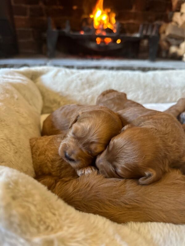 Stunning F1b Small Cockapoo's For Sale in Hartlebury, Worcestershire - Image 9