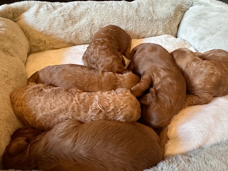 Stunning F1b Small Cockapoo's For Sale in Hartlebury, Worcestershire - Image 10