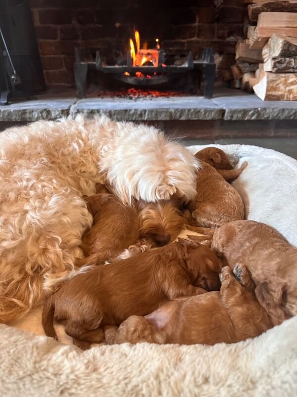 Stunning F1b Small Cockapoo's For Sale in Hartlebury, Worcestershire - Image 11