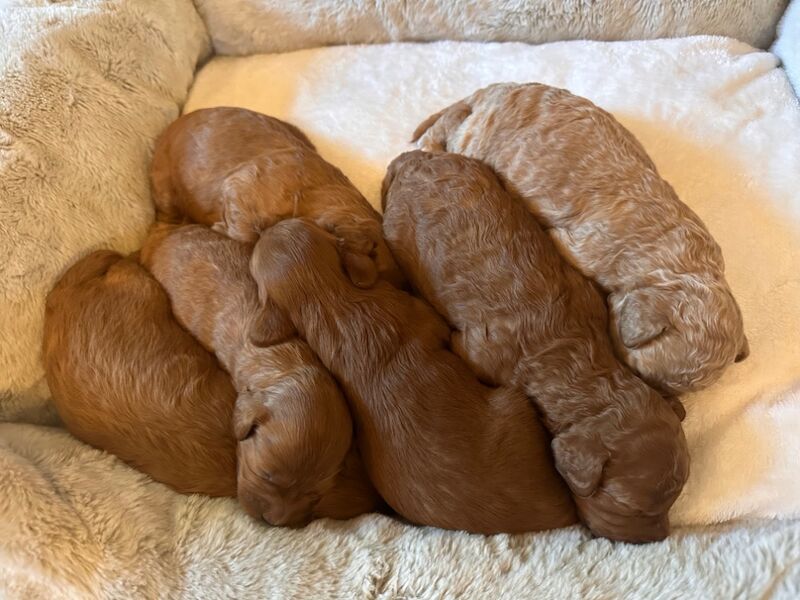 Stunning F1b Small Cockapoo's For Sale in Hartlebury, Worcestershire - Image 12