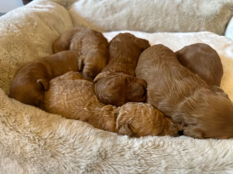 Stunning F1b Small Cockapoo's For Sale in Hartlebury, Worcestershire - Image 13