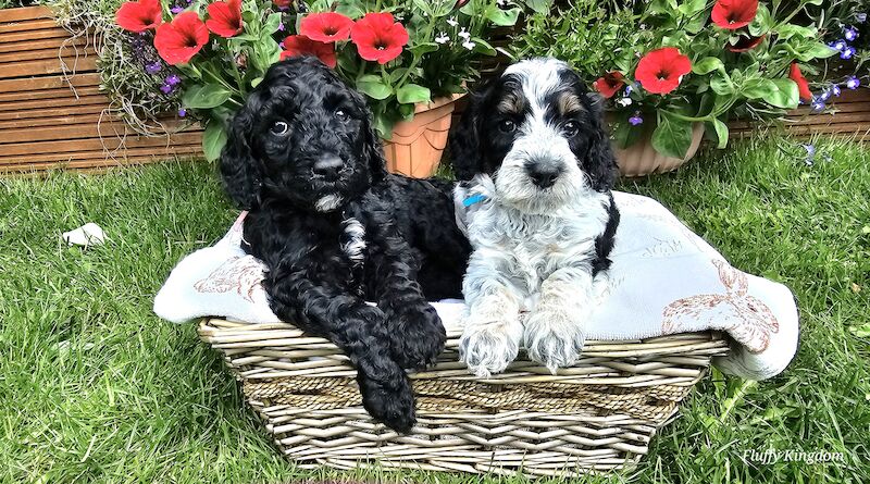 Cockapoo Puppies for sale in Northamptonshire