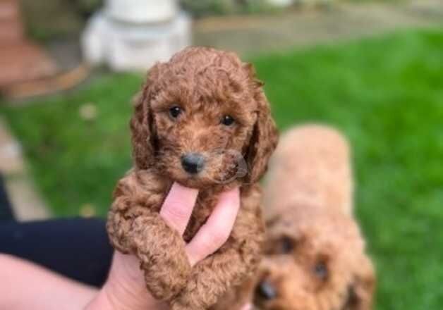 Stunning F1B fox red cocker poos. for sale in Worksop, Nottinghamshire - Image 4