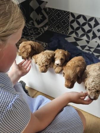 Stunning F1b mini cockapoo pups for sale in Wellingborough, Northamptonshire - Image 1