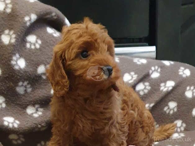 Stunning F1B Ruby red cockapoo pups for sale in Wolverhampton, West Midlands - Image 1