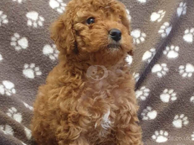 Stunning F1B Ruby red cockapoo pups for sale in Wolverhampton, West Midlands - Image 2