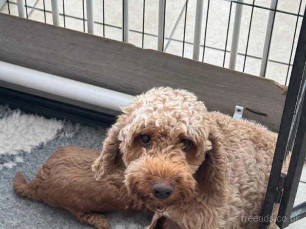 Cockapoo Puppies for sale in West Midlands