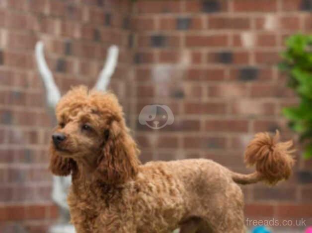 Cockapoo Puppies for sale