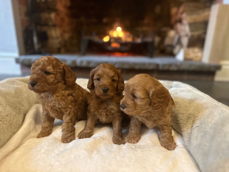 Stunning F1b Small Cockapoo's For Sale in Hartlebury, Worcestershire