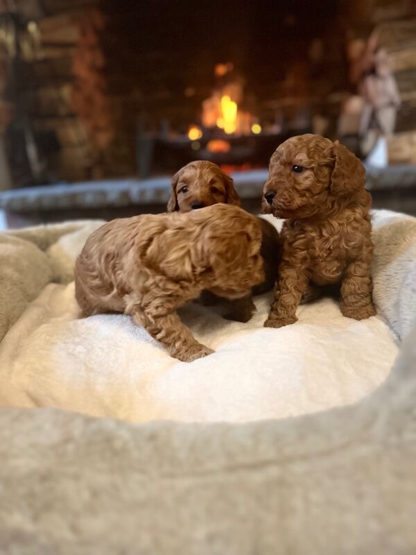 Stunning F1b Small Cockapoo's For Sale in Hartlebury, Worcestershire - Image 2