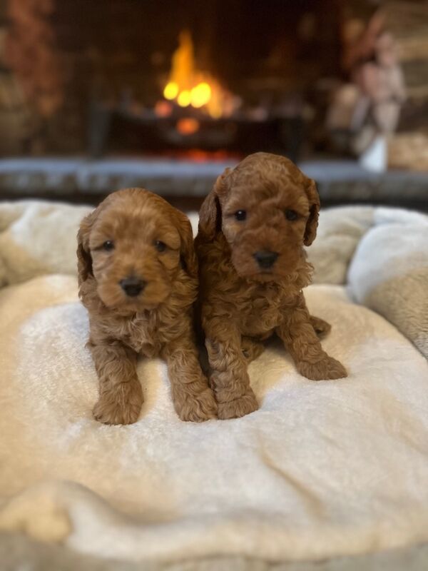 Stunning F1b Small Cockapoo's For Sale in Hartlebury, Worcestershire - Image 3