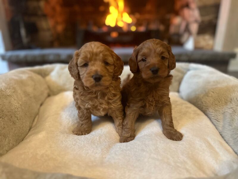 Stunning F1b Small Cockapoo's For Sale in Hartlebury, Worcestershire - Image 4