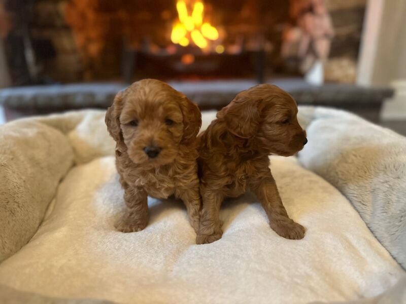 Stunning F1b Small Cockapoo's For Sale in Hartlebury, Worcestershire - Image 5