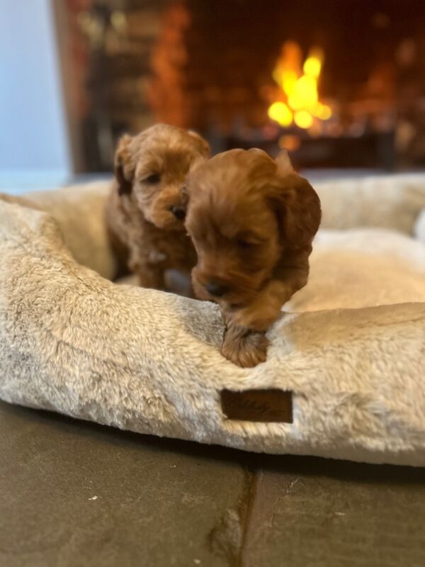 Stunning F1b Small Cockapoo's For Sale in Hartlebury, Worcestershire - Image 6