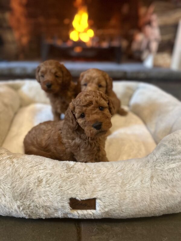 Stunning F1b Small Cockapoo's For Sale in Hartlebury, Worcestershire - Image 7