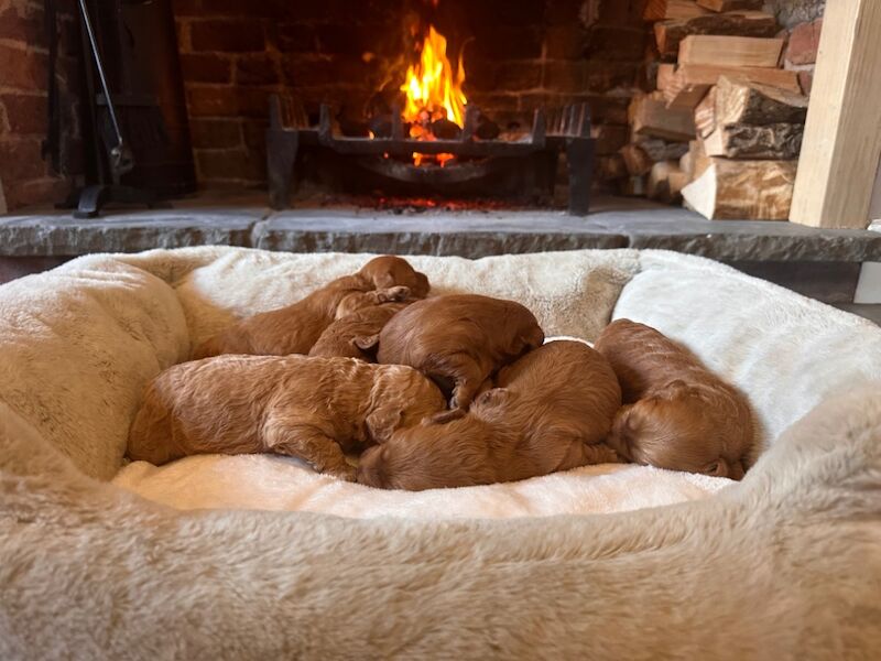 Stunning F1b Small Cockapoo's For Sale in Hartlebury, Worcestershire - Image 9