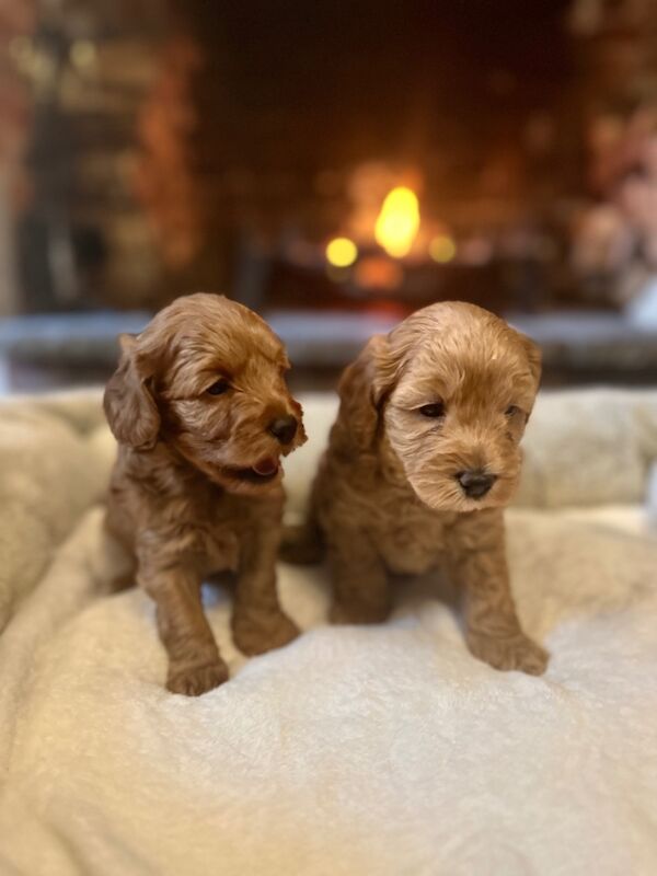 Stunning F1b Small Cockapoo's For Sale in Hartlebury, Worcestershire - Image 10