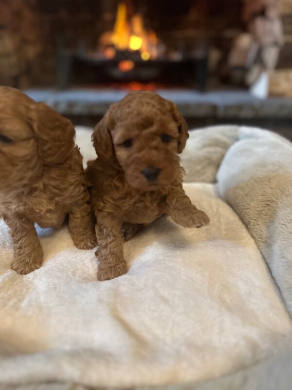 Stunning F1b Small Cockapoo's For Sale in Hartlebury, Worcestershire - Image 12