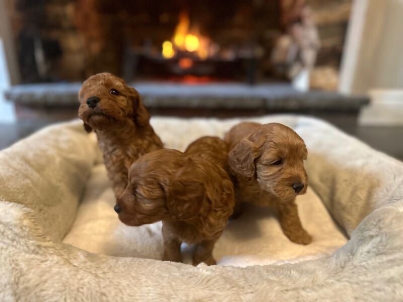 Stunning F1b Small Cockapoo's For Sale in Hartlebury, Worcestershire - Image 13