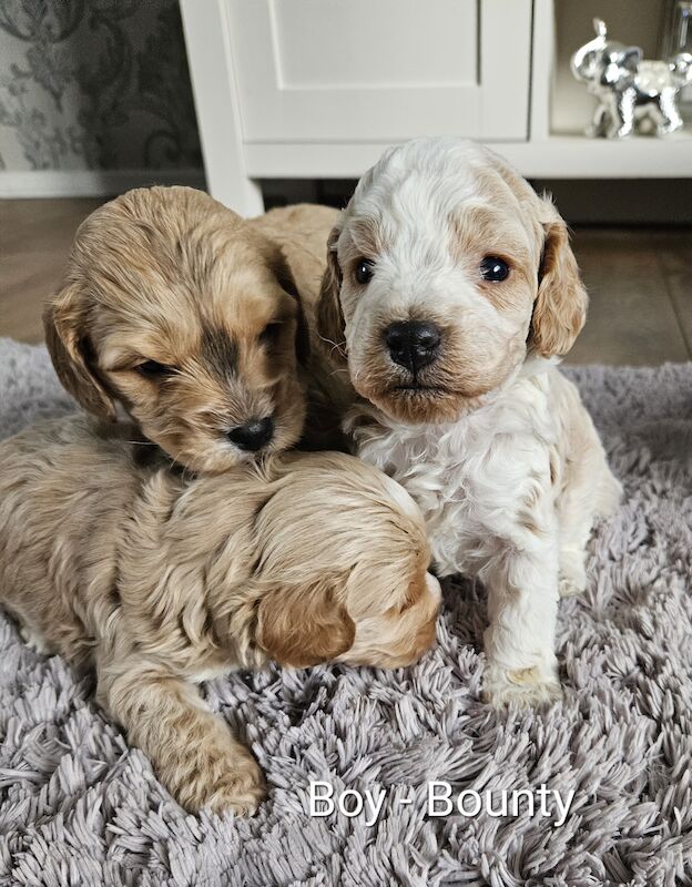 Cockapoo puppies for sales sale north east