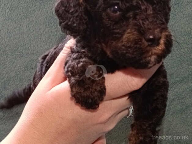 Stunning F2B Cockapoo Puppies for sale in Pontefract, West Yorkshire