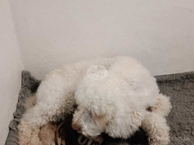 Stunning F2B Cockapoo Puppies for sale in Pontefract, West Yorkshire - Image 2